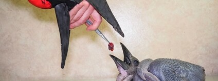 Krmení zoborožců Foto: Zoo Olomouc