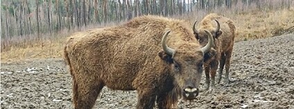 Tajfun a Tatranka ještě v Zoo Tábor Foto: Eva Nemravová Zoo Tábor