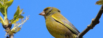 Foto: guiss95 / Flickr