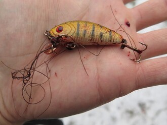 Rybářský háček, který ochránci zvířat vyprostili z nohy volavky.