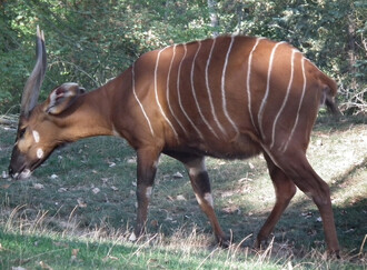 Zárodky vzácné africké antilopy bongo vědci již v polovině 80. let 20. století úspěšně přenesli do mnohem hojnější antilopy losí.