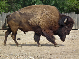 Většina bizonů nese geny domácího skotu