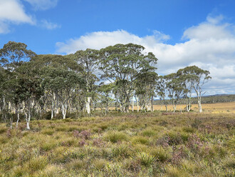Největší žijící dravý vačnatec vyhledává v Tasmánii otevřenou krajinu s řídkými lesy a travinnými porosty.