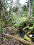 Horské lesy v Tasmánii