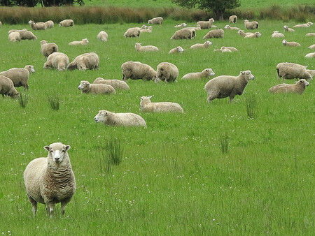 Stejně jako v kontinentální Austrálii, také v Tasmánii zůstává významnou částí zemědělské výroby tradiční chov ovcí, produkující vysoce kvalitní vlnu. Farmáři pronásledovali ďábla, protože vačnatec občas uloví i jehňata.