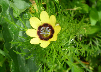 Velmi ojediněle se hlaváček letní (Adonis aestivalis) vyskytuje ve žlutě kvetoucích exemplářích (var. citrina).