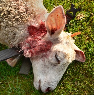 Ovce zabitá vlky v Doubici na hranicích NP České Švýcarsko (září 2018), v tomto roce šlo již o třetí útok vlků na farmu.