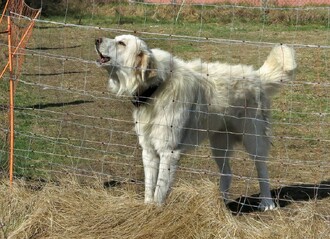 V Sasku podporují pořízení jednoho ze dvou plemen pasteveckých psů – pyrenejského horského nebo maremmansko-abruzzského pasteveckého psa. Prvně zmíněný zde chrání své stádo.