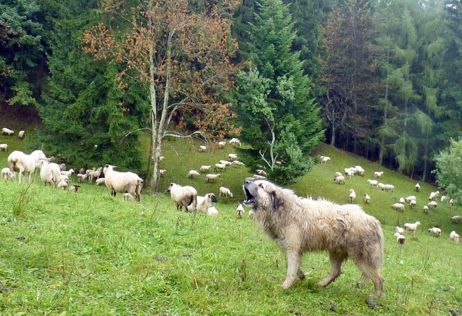 Souhlasíme s konstatováním, že praxe v používání pasteveckých psů není v České republice příliš zavedena.