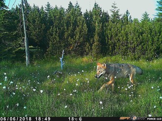 Vlk zaznamenaný na jaře 2018 v Krušných horách.