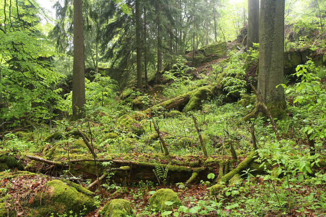 Smíšený suťový les v bývalé první zóně Stožec-Medvědice.
