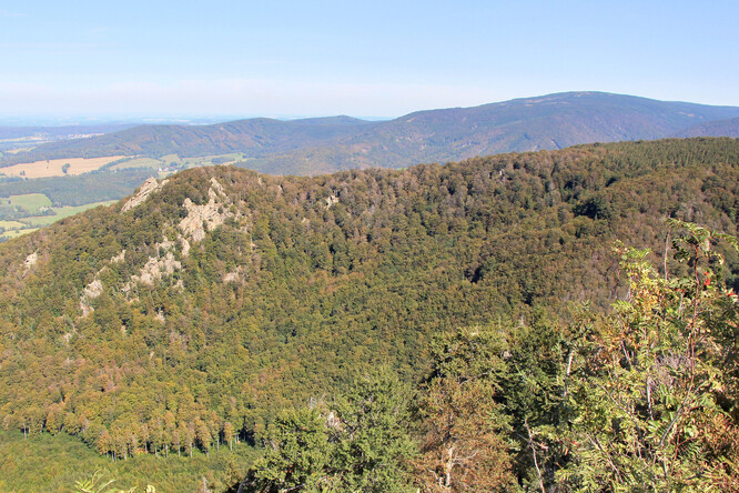 Jizerskohorské bučiny představují nejrozsáhlejší komplex přírodě blízkého lesa s převahou buku v Čechách.