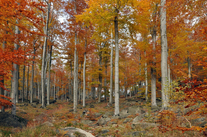 Acidofilní, květnaté i horské klenové bučiny a suťové lesy zabírají 94,5&#8201;% plochy NPR Jizerskohorské bučiny.