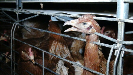 Cílem petice Konec doby klecové je ukončit používání klecí pro hospodářská zvířata v celé EU. Ilustrační snímek.