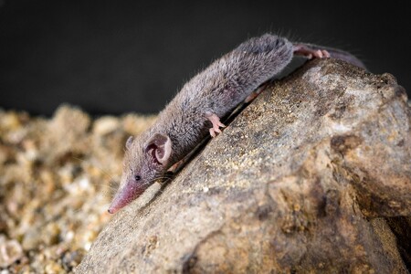 Tvor, který připomíná myš, váží v průměru pouze 1,8 gramu.