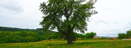 Hrušeň hnilička Foto: Nadace Partnerství - Strom roku Hrušeň hnilička Foto: Nadace Partnerství - Strom roku