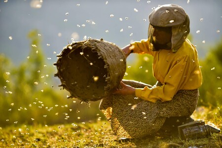 Mezinárodně oceňovaný snímek o divoké včelařce Atidže nabízí nejen pohled na mizející řemeslo v dechberoucích sceneriích hornaté oblasti Severní Makedonie, ale je i silným podobenstvím o stavu naší civilizace.