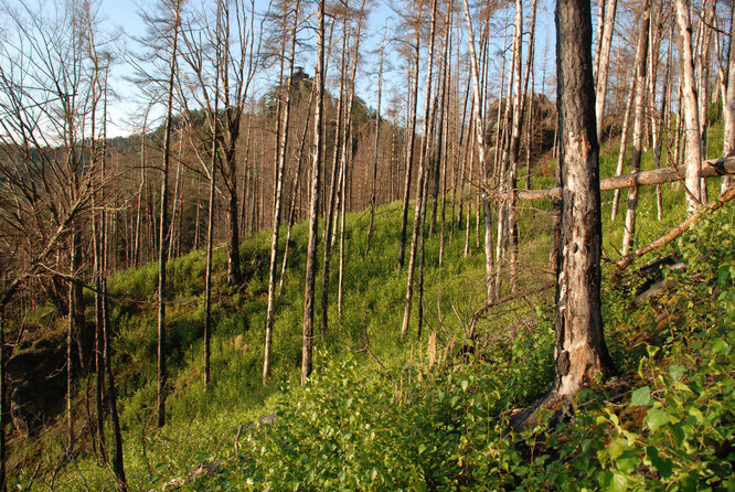 Krajina okolo Havraní skály v NP České Švýcarsko dva roky po požáru z roku 2006.