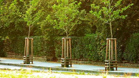 Několik desítek stromů rostoucích v Přerově, jeho parku Michalov i v místní části Předmostí budou chránit před suchem speciální zavlažovací vaky. / Ilustrační foto