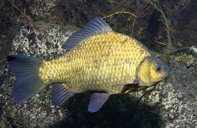 Karas obecný je všežravá ryba, která dorůstá zhruba 30 centimetrů a váží až jeden kilogram. Tvarem těla se podobá kaprovi, tělo karase ale může mít různý tvar, může být štíhlý nebo vysokotělý.