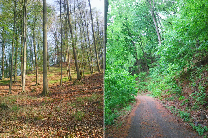 Vlevo vzrostlý listnatý les. Vpravo vzrostlý listnatý les s přirozeným zmlazením.