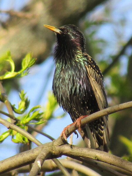 Špaček obecný brzy z jara. Špaček obecný brzy z jara.