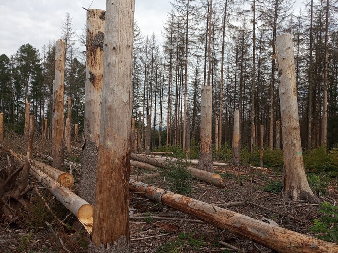 V pozadí odrůstající nová generace lesa - buk lesní, který by zde s jedlí bělokorou měl v budoucnu nahradit odumřelý smrk.