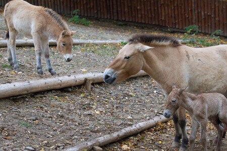 Při záchraně divokých druhů se zoo již roky podílí na záchraně divokých koní.