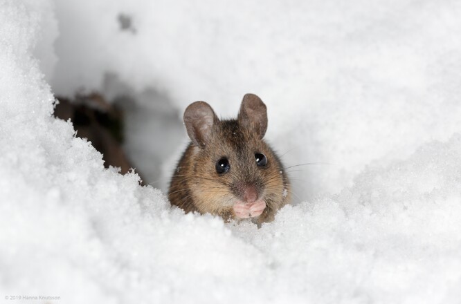 Pod sněhem to žije. Když je. Na snímku myšice lesní.