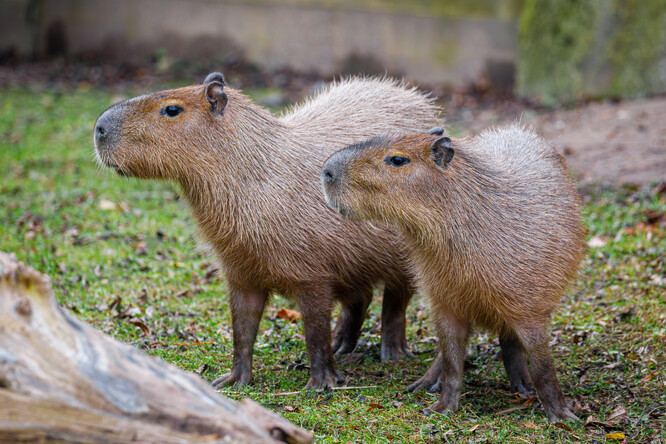 Párek kapybar jsme návštěvníkům představili začátkem listopadu. Na základě hlasování veřejnosti dostal sameček jméno Kapík a samička jméno Bára.