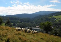 ovce šumavky