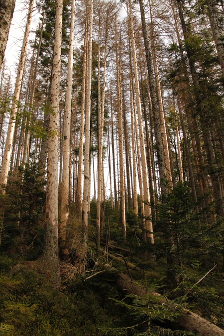 Rozpadající se porost horské smrčiny v Národní přírodní rezervaci Černé a Čertovo jezero pod tlakem kůrovcové kalamity. V podrostu již čeká další generace lesa.