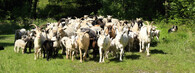 stádo koz a ovcí