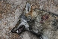 mrtvý vlk