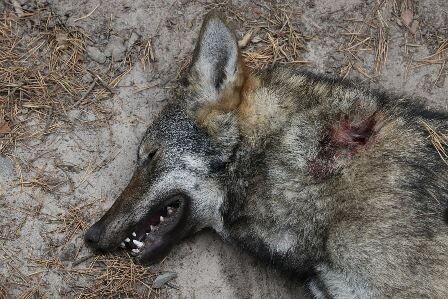 Mrtvá vlčice byla nalezena u Hradčan nad Ploučnicí. Stopy v okolí nasvědčují tomu, že zahynula po zápasu s jiným zvířetem, pravděpodobně prasetem.