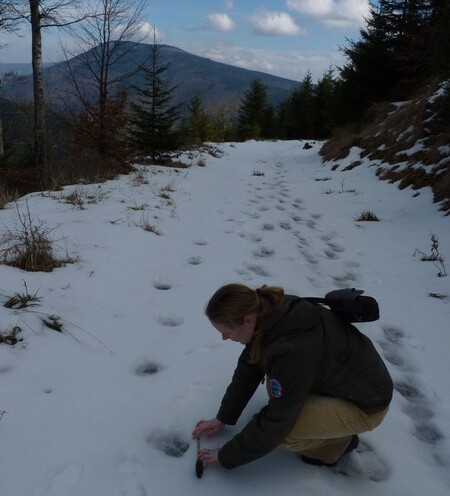 Ochránci přírody spolu s dobrovolníky začali včera mapovat výskyt velkých šelem v Beskydech. / Ilustrační foto