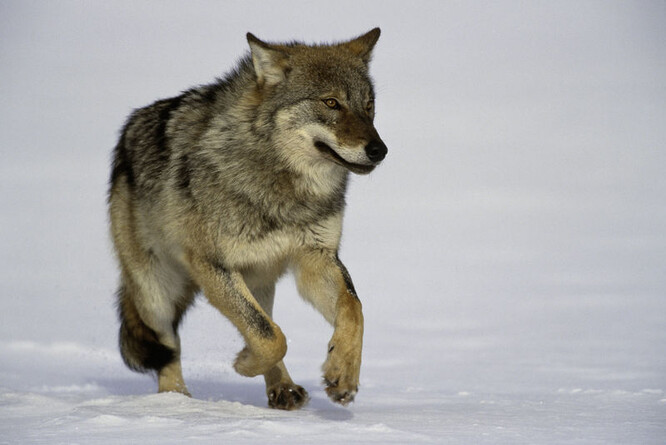 Podle Dvořáka není možné přesně říct, kolik vlků na Šumavě žije. "Víme určitě o sedmi, které se podařilo zaznamenat na fotopasti. Ale pravděpodobně jich bude ještě více." Ilustrační foto