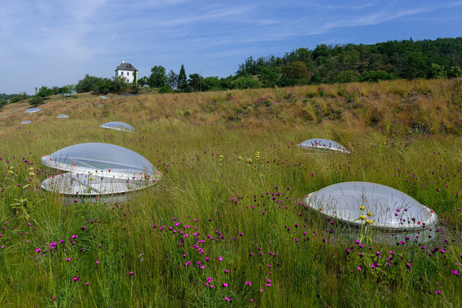 Při tvorbě střechy na pavilonu Rezervace Dja byly do celoplošného základu stepních druhů trav dosety a dosázeny byliny vypěstované v programu Regionální pražská směs.