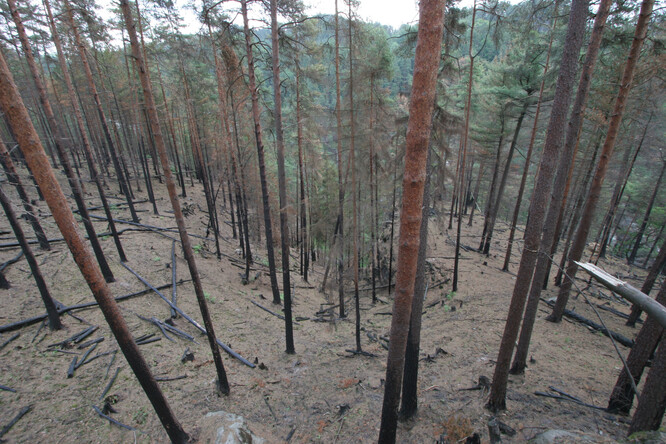 Les po požáru na Havraní skále v roce 2006.