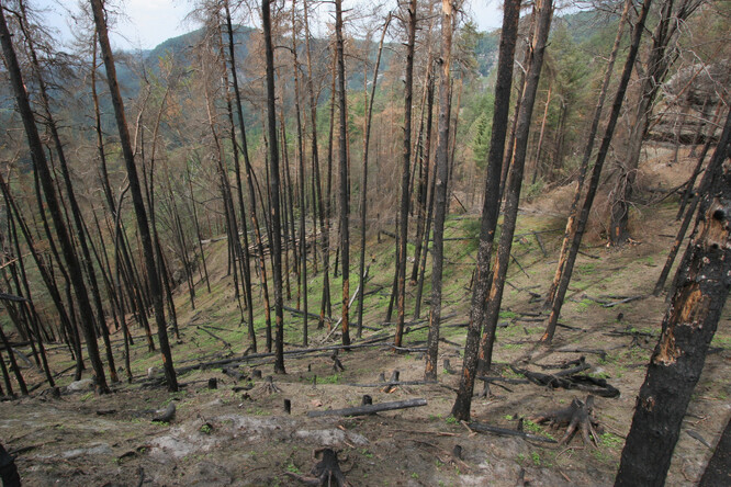 V roce 2006 prolétl lesní požár okolo Havraní skály v Českém Švýcarsku. První semenáčky se tu objevily ještě tentýž rok.