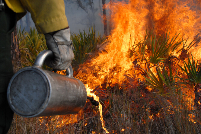 V USA se kontrolované lesní požáry používají jako součást managementových opatření ochrany přírody. Na snímku lesní technik zakládá kontrolovaný požár v borovicovém ekosystému, jehož stabilita je s požáry spojena. Mnoho původních druhů rostlin a živočichů na tomto druhu managementu závisí.