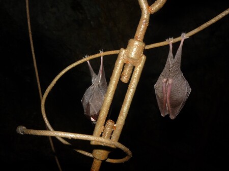 Netopýři v malokarpatských jeskyních nejen přezimují, některé vzácné druhy se sem stahuj v létě a vytvářejí početné kolonie. Nejběžnějším netopýrem tu bývá vrápenec malý.