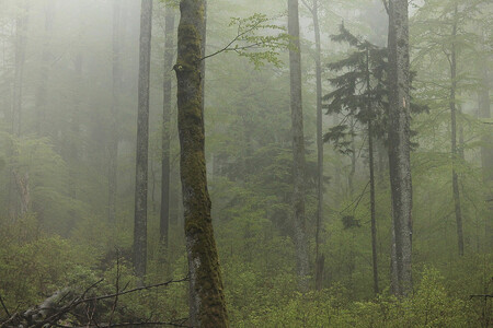 Pralesů má Evropa nakonec docela hodně. Na snímku bukový les v Boubínském pralese.