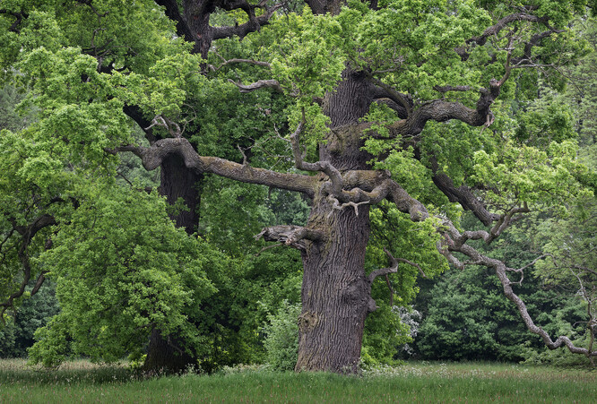 Jedním z nápadných atributů
vzhledu dubu letního jsou jeho
křivolaké větve, při solitérním
růstu někdy s větvemi
ohýbajícími se až k zemi.
Dub na snímku v popředí má
obvod kmene 600 cm, dub
vlevo za ním 580 cm.