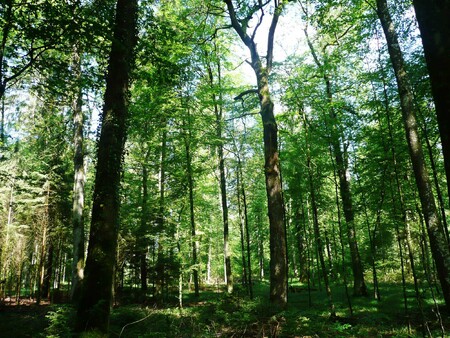 Pohled do středního lesa s vyšším charakterem výstavků na jednotce plochy (ha), kde lze jednoduše určit různě staré jedince listnatých dřevin. Porost se svou formou blíží charakteru skupinovitě výběrného lesa (Basadingen-Schlattingen, Švýcarsko).