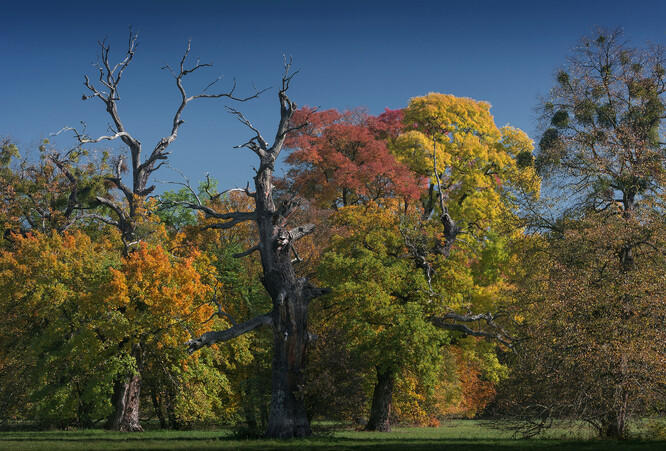 Podzim dokáže spolu s obřími
duby vykouzlit v lednickém
parku nevšední paletu
svítivých teplých barev.