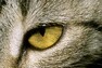 Zornice kočičího oka prozradí pozornému pozorovateli mnoho o náladě kočky. Široce roztažená prozradí úlek, ta na obrázku naopak dřímotu. Z pohledu kočky lze vyčíst strach, hrozbu či zvýšenou pozornost při sledování kořisti. Při hodnocení jejího pohledu se však nesmí zapomenout na to, jaké je osvětlení, neboť kočka reaguje na vyšší intenzitu světla stažením zornic, na nižší naopak roztažením. Na rozdíl od lidí nemá pupilu kruhovou, ale štěrbinovitou. / Kočka domácí, málo známý fenomén naší přírody Zornice kočičího oka prozradí pozornému pozorovateli mnoho o náladě kočky. Široce roztažená prozradí úlek, ta na obrázku naopak dřímotu. Z pohledu kočky lze vyčíst strach, hrozbu či zvýšenou pozornost při sledování kořisti. Při hodnocení jejího pohledu se však nesmí zapomenout na to, jaké je osvětlení, neboť kočka reaguje na vyšší intenzitu světla stažením zornic, na nižší naopak roztažením. Na rozdíl od lidí nemá pupilu kruhovou, ale štěrbinovitou. / Kočka domácí, málo známý fenomén naší přírody