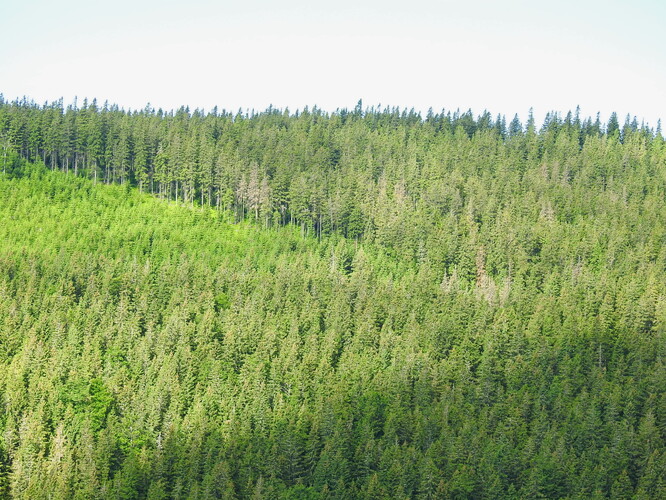 Kůrovcová ohniska v hospodářských lesích nedaleko NPR Praděd na Rýmařovsku.