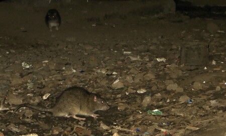 Cheb chystá na říjen plošnou deratizaci kvůli přemnožení potkanů v některých částech města. / Ilustrační foto