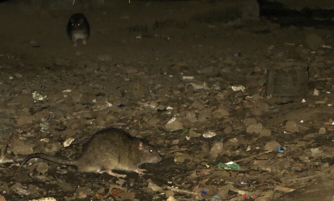 V pražské kanalizační síti žije několik milionů potkanů.